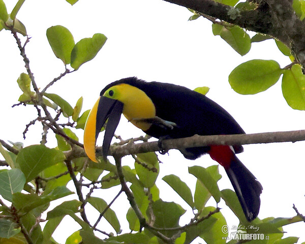 Choco Toucan (Ramphastos brevis)