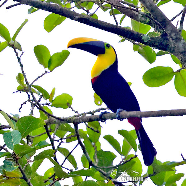 Choco Toucan (Ramphastos brevis)