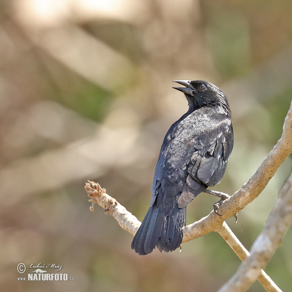 Chopi Blackbird (Gnorimopsar chopi)