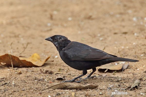 Chopi Blackbird (Gnorimopsar chopi)