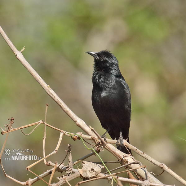 Chopi Blackbird (Gnorimopsar chopi)