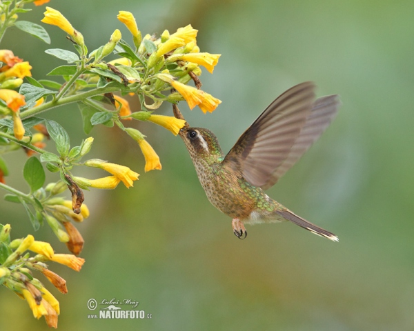 chwarzohrkolibri