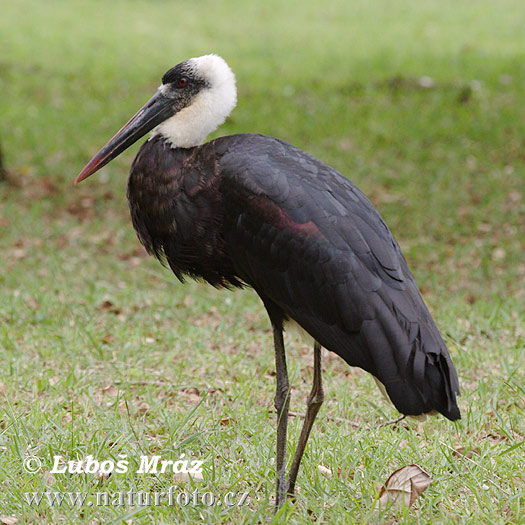 Ciconia episcopus