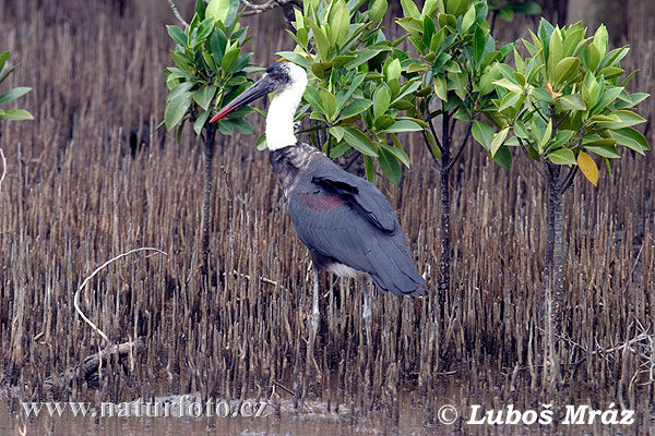 Ciconia episcopus