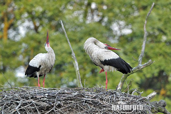 Cigogne blanche