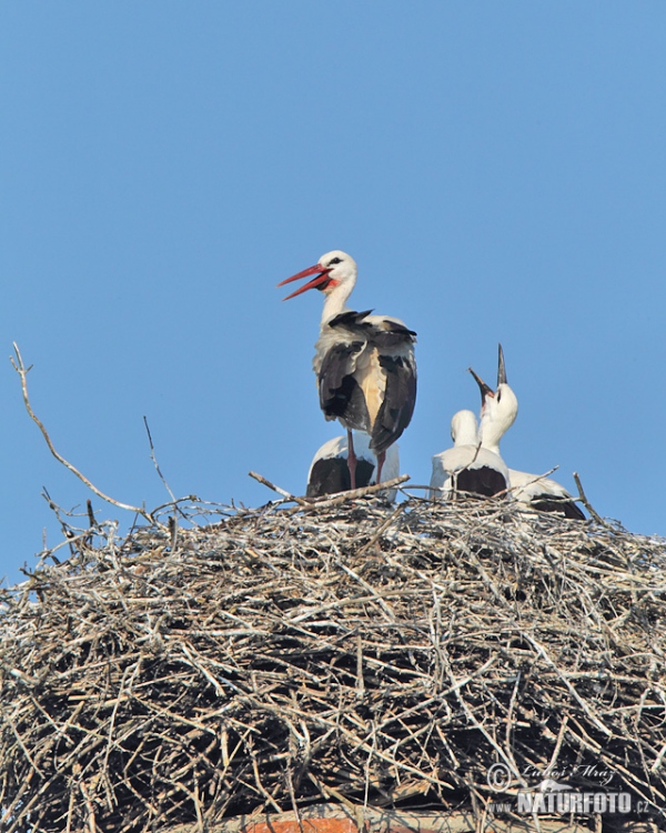 Cigogne blanche