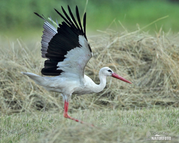 Cigogne blanche