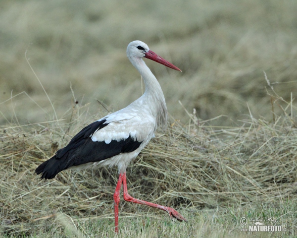 Cigogne blanche