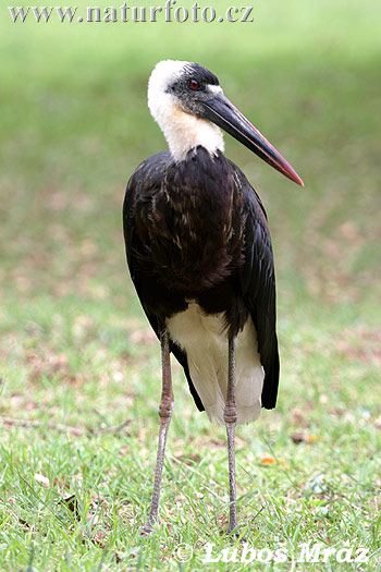 Cigogne épiscopale