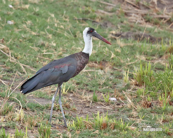 Cigogne épiscopale