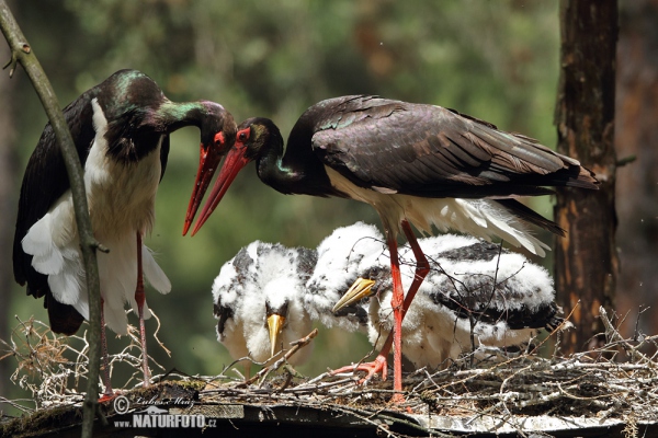 Cigogne noire