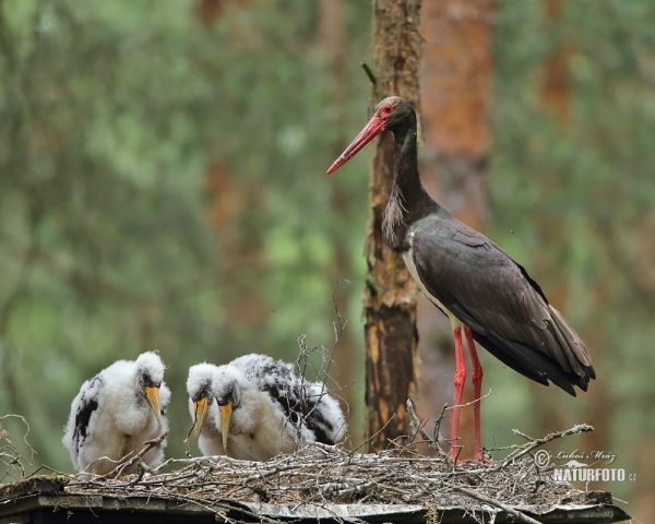 Cigogne noire