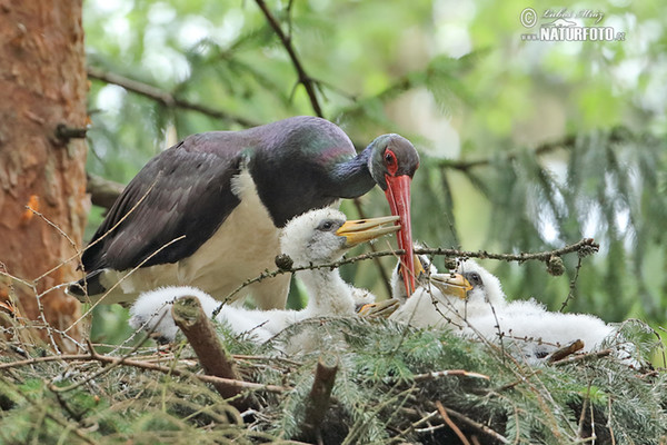 Cigogne noire