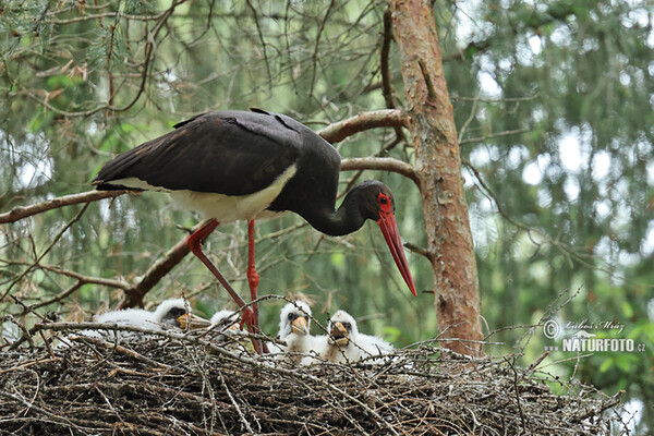 Cigogne noire