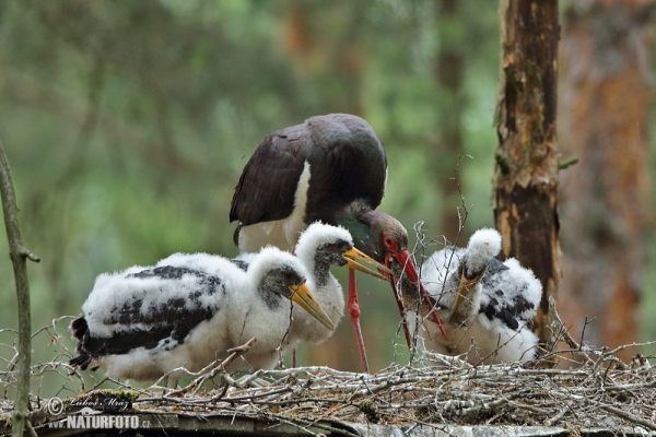 Cigogne noire