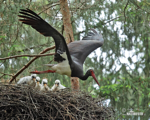 Cigogne noire