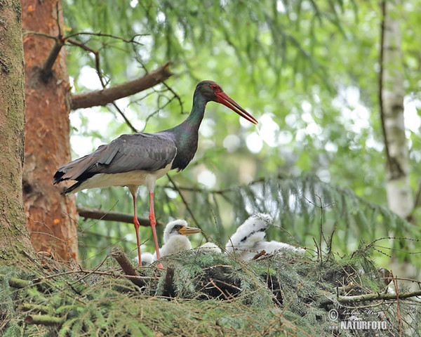 Cigogne noire