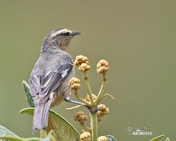 Cinereous Conebill (Conirostrum cinereum)