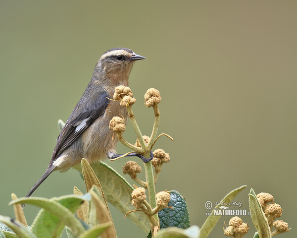 Cinereous Conebill (Conirostrum cinereum)