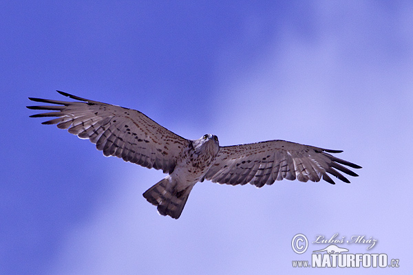 Circaetus gallicus