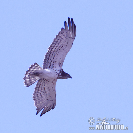 Circaetus gallicus