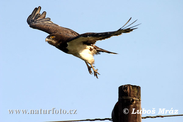 Circaetus pectoralis