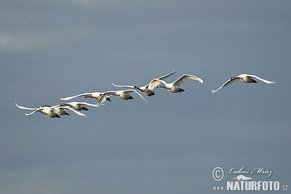 Cisne-branco