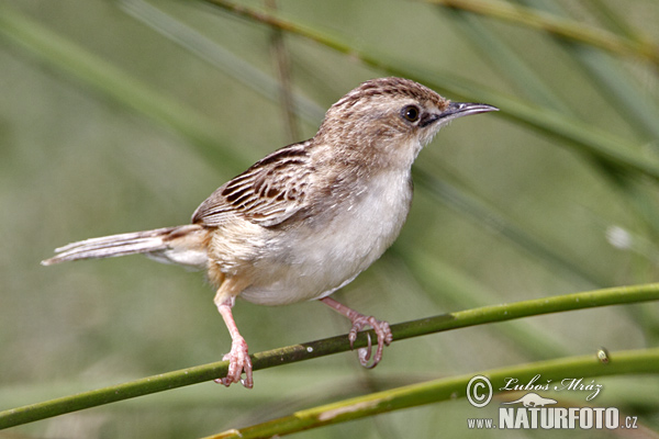 Cisticola juncidis