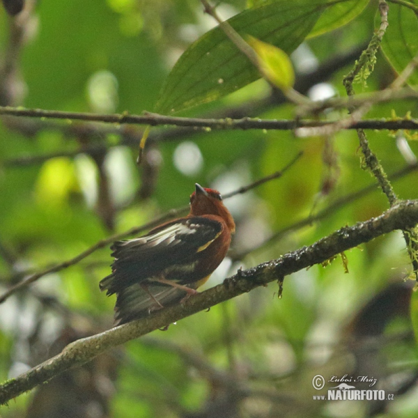 Club-winged Manakin (Machaeropterus deliciosus)