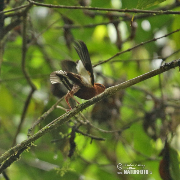 Club-winged Manakin (Machaeropterus deliciosus)