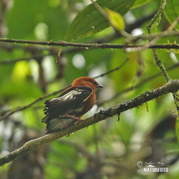 Club-winged Manakin (Machaeropterus deliciosus)