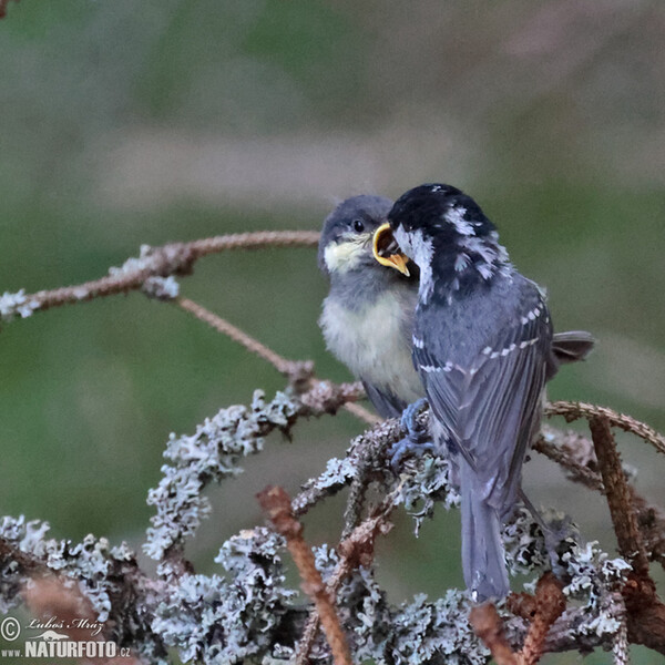 Coal Tit (Periparus ater)