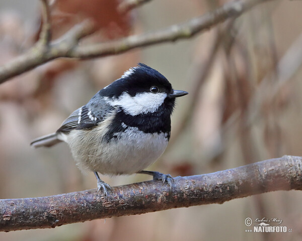 Coal Tit (Periparus ater)