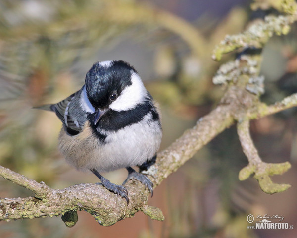 Coal Tit (Periparus ater)