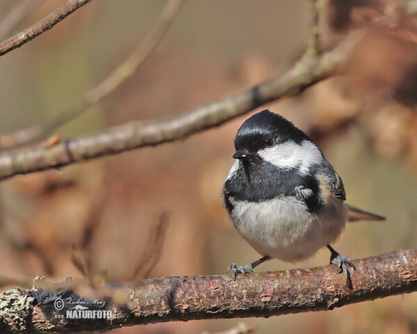 Coal Tit (Periparus ater)