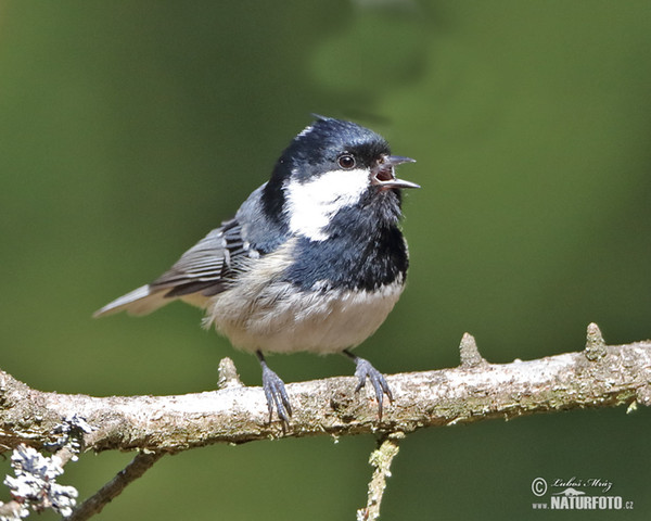 Coal Tit (Periparus ater)