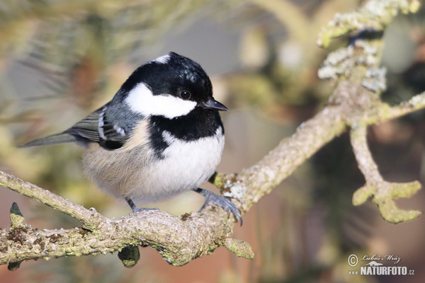 Coal Tit (Periparus ater)