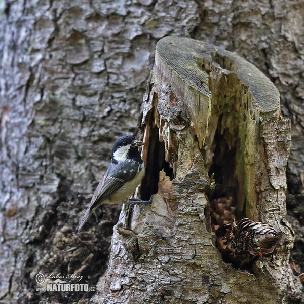 Coal Tit (Periparus ater)