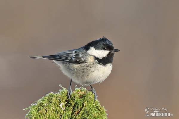 Coal Tit (Periparus ater)