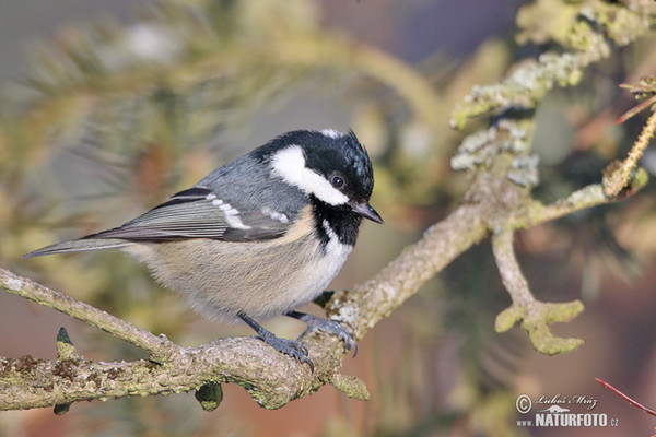 Coal Tit (Periparus ater)