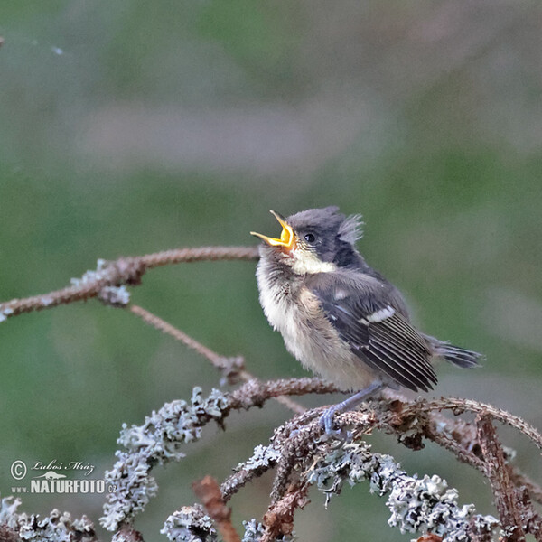 Coal Tit (Periparus ater)