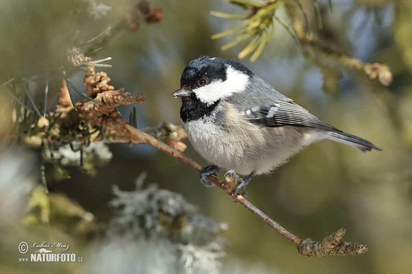 Coal Tit (Periparus ater)