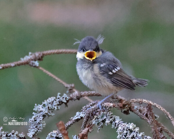 Coal Tit (Periparus ater)