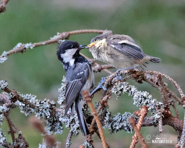 Coal Tit (Periparus ater)