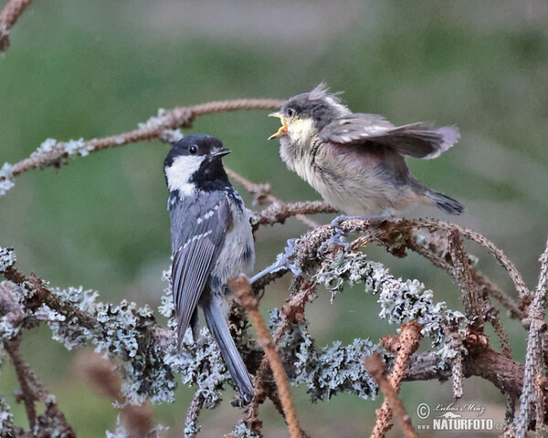 Coal Tit (Periparus ater)