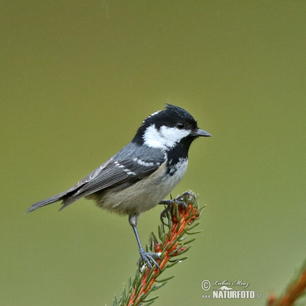 Coal Tit (Periparus ater)