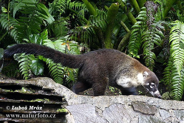 Coati à nez blanc