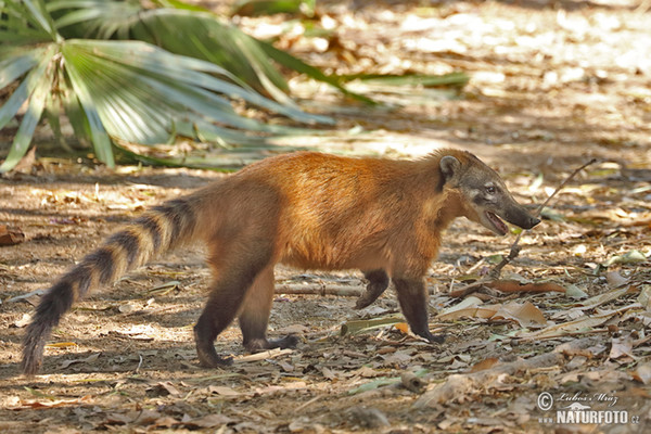 Coatí de cola anillada