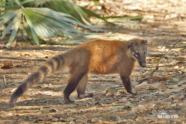 Coatí de cola anillada