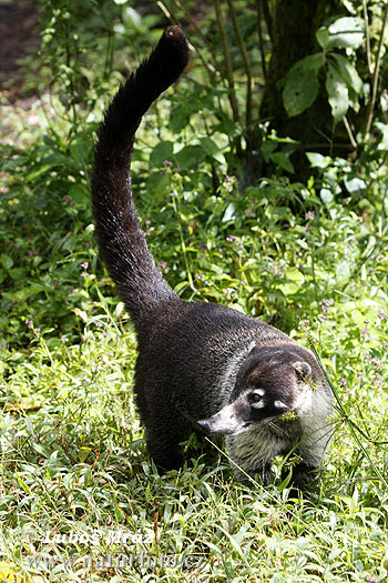 Coatí de nariz blanca